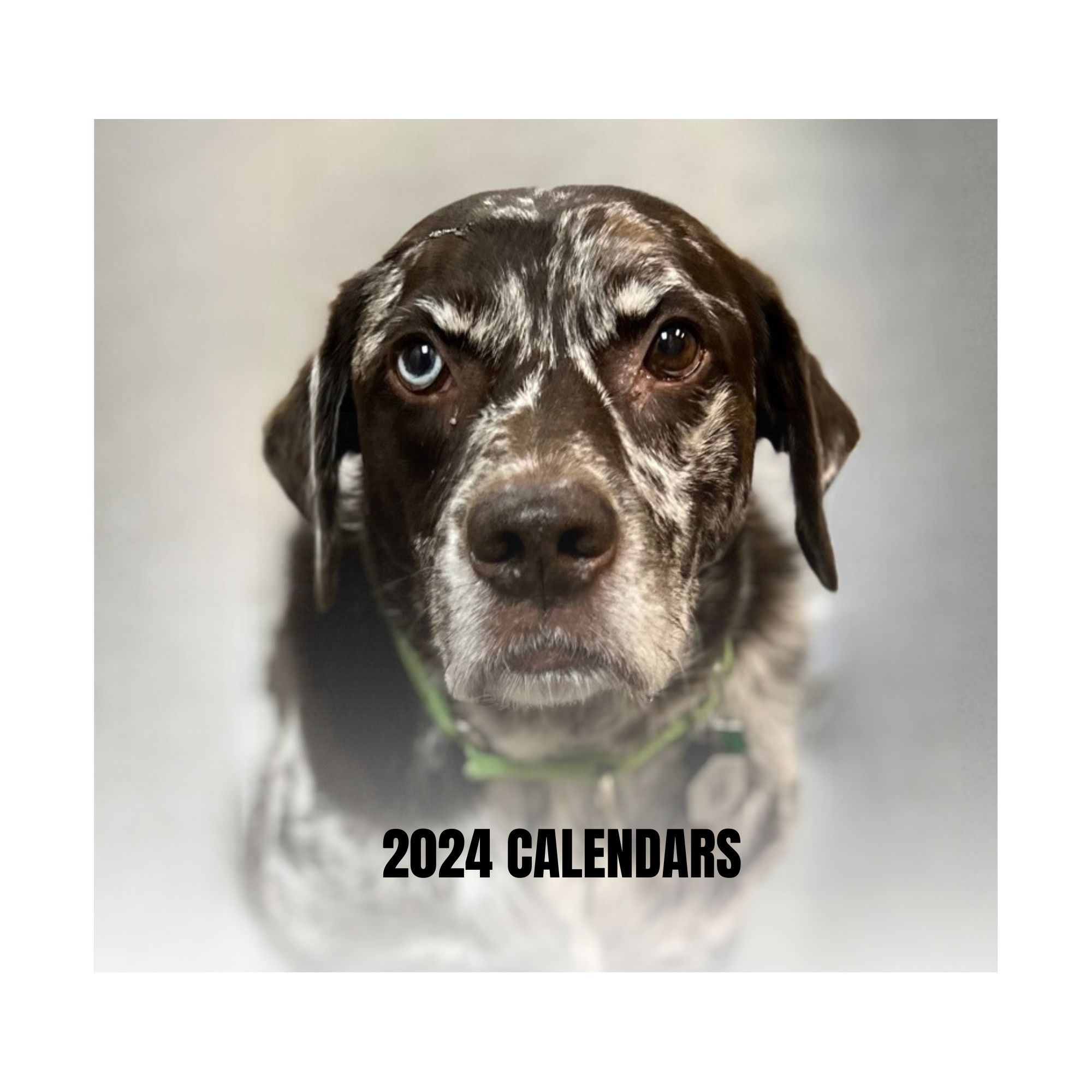 P.A.W.S. & K9 Friends 2024 Calendars! Floyd County