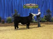 Livestock Show