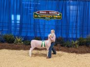 Livestock Show