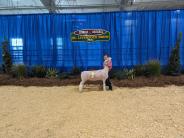 Livestock Show